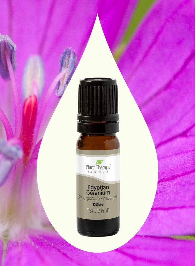 Plant Therapy Egyptian Geranium Essential Oil 100% Pure, Undiluted, Natural Aromatherapy, Therapeutic Grade 5 mL (1/6 oz) - Image 3